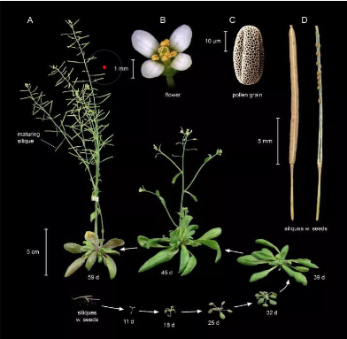 經(jīng)典的模式生物都有哪些？大腸桿菌、擬南芥、近交系小鼠、果蠅