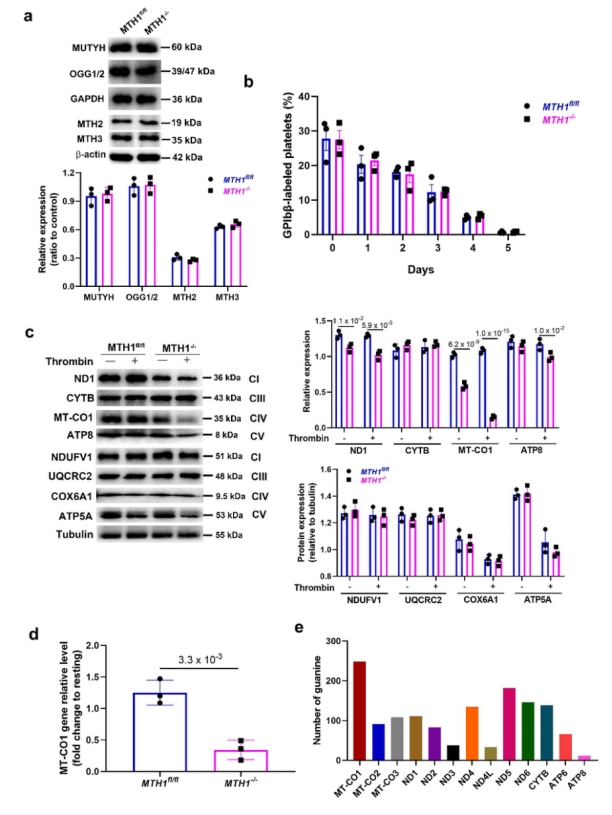 血小板線(xiàn)粒體氧化損傷修復(fù)的新機(jī)制