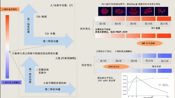 大鼠和人類(lèi)胰島轉(zhuǎn)錄組中發(fā)現(xiàn)2型糖尿病前期的標(biāo)志