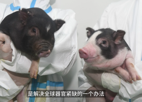 科學(xué)家成功提高“豬腰子”移植人體可能性