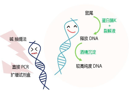 基因分型過程中需要注意什么細節(jié)？提取DNA、制備DNA、DNA模板濃度等因素都有影響