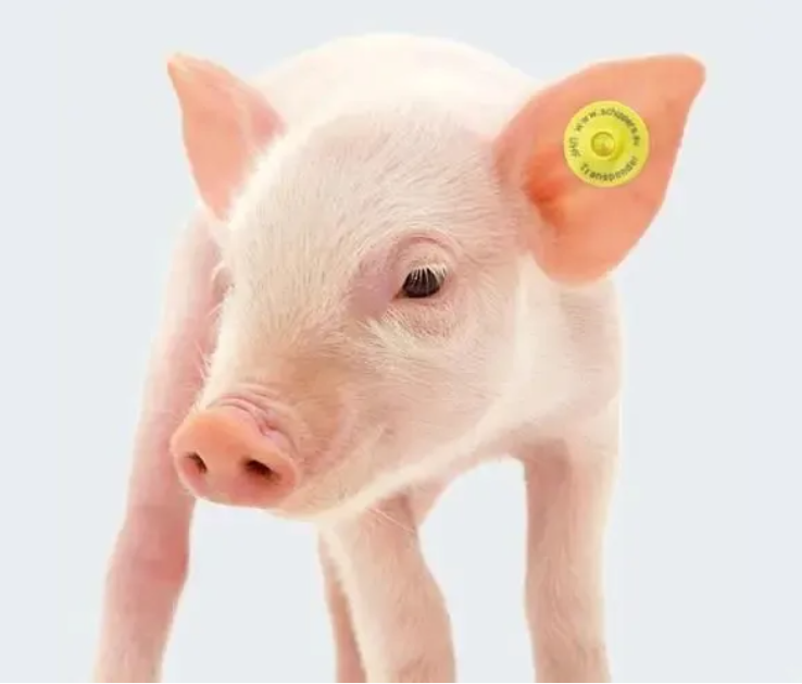 干貨滿(mǎn)滿(mǎn)！實(shí)驗(yàn)動(dòng)物常用標(biāo)記方法有哪些？看這篇足夠了-江蘇網(wǎng)站制作