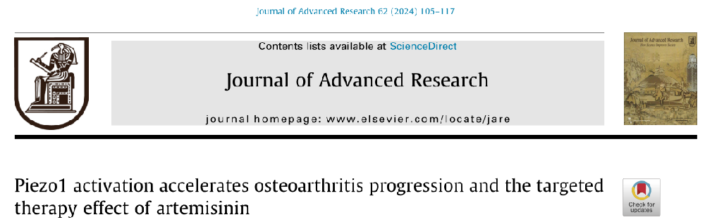 J Adv Res：青蒿素抑制Piezo1的激活和小鼠骨關節(jié)炎的進展-江蘇網站制作