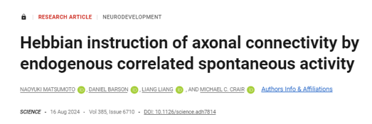 Science揭秘：在出生之前，哺乳動物大腦中的腦細胞如何形成精確神經(jīng)回路-江蘇網(wǎng)站制作